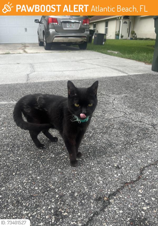 Found/Stray Unknown Cat last seen Stocks street and w 9th street, Atlantic Beach, FL 32233