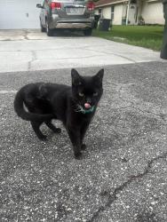 Found/Stray Unknown Cat last seen Stocks street and w 9th street, Atlantic Beach, FL 32233