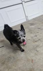 Found/Stray Female Dog last seen Ruth’s Jackson center, Grand Prairie, TX 75052