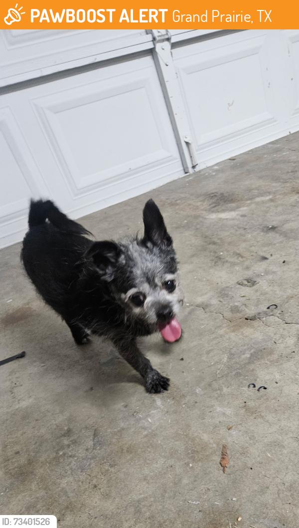 Found/Stray Female Dog last seen Ruth’s Jackson center, Grand Prairie, TX 75052