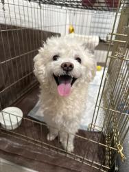 Reunited Male Dog last seen Tustin Village apmts, Tustin, CA 92780
