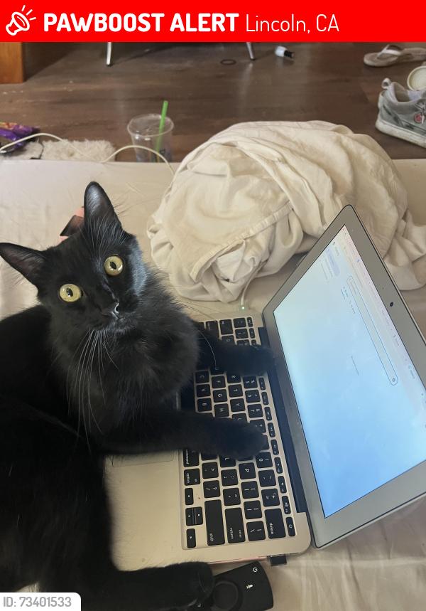 Lost Female Cat last seen off 65 on nelson lane, Lincoln, CA 95648