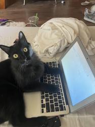 Lost Female Cat last seen off 65 on nelson lane, Lincoln, CA 95648
