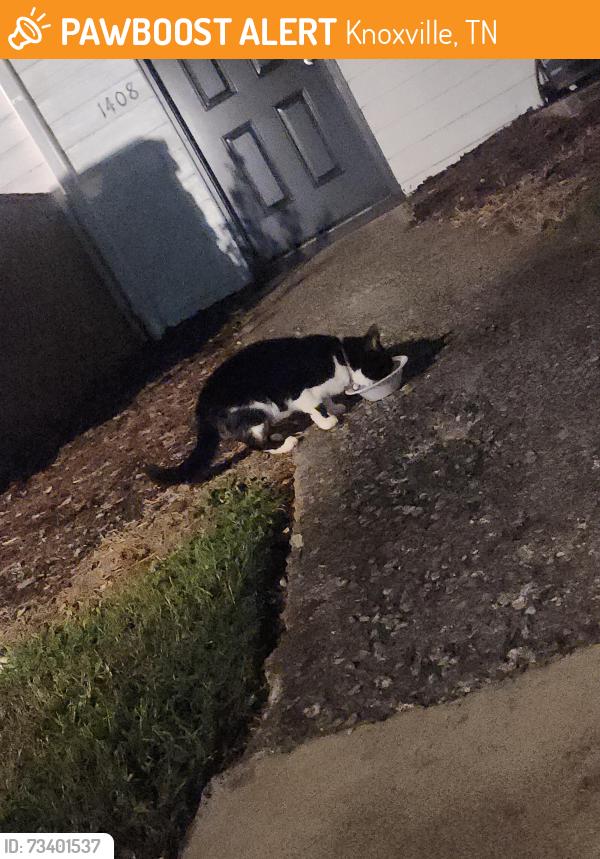 Found/Stray Female Cat last seen Eagle pointe apmts, Knoxville, TN 37909
