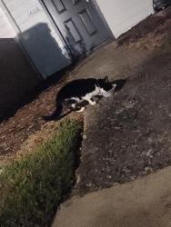 Found/Stray Female Cat last seen Eagle pointe apmts, Knoxville, TN 37909