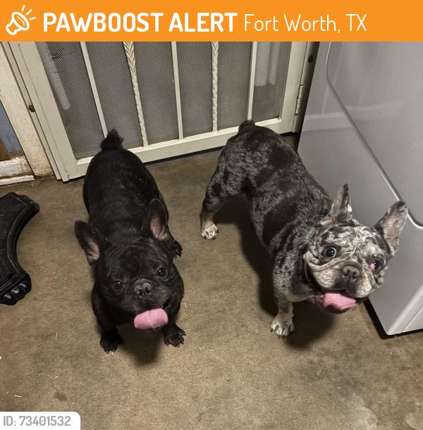 Found/Stray Unknown Dog last seen Staples Ave, Fort Worth, TX 76133