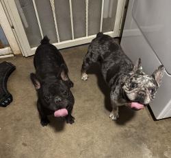 Found/Stray Unknown Dog last seen Staples Ave, Fort Worth, TX 76133