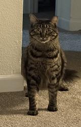 Lost Male Cat last seen 16th, Post Falls, ID 83854