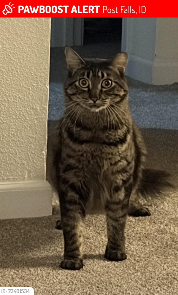 Lost Male Cat last seen 16th, Post Falls, ID 83854