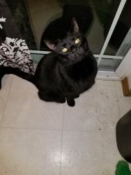 Lost Male Cat last seen Elliott st and mace, Medford, OR 97501