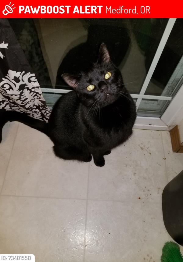 Lost Male Cat last seen Elliott st and mace, Medford, OR 97501