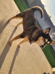 Lost Female Dog last seen Galm/Shaenfield/Culebra, San Antonio, TX 78254
