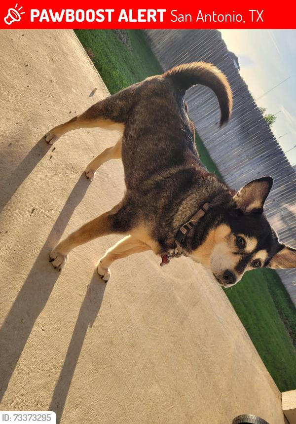 Lost Female Dog last seen Galm/Shaenfield/Culebra, San Antonio, TX 78254