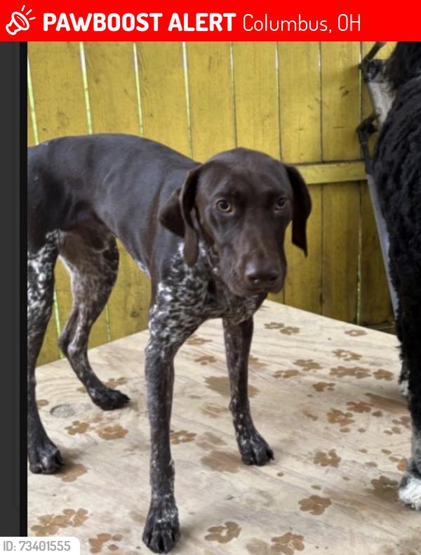 Lost Male Dog last seen Near and Ponderosa, Columbus, OH 43231
