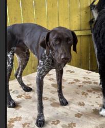 Lost Male Dog last seen Near and Ponderosa, Columbus, OH 43231