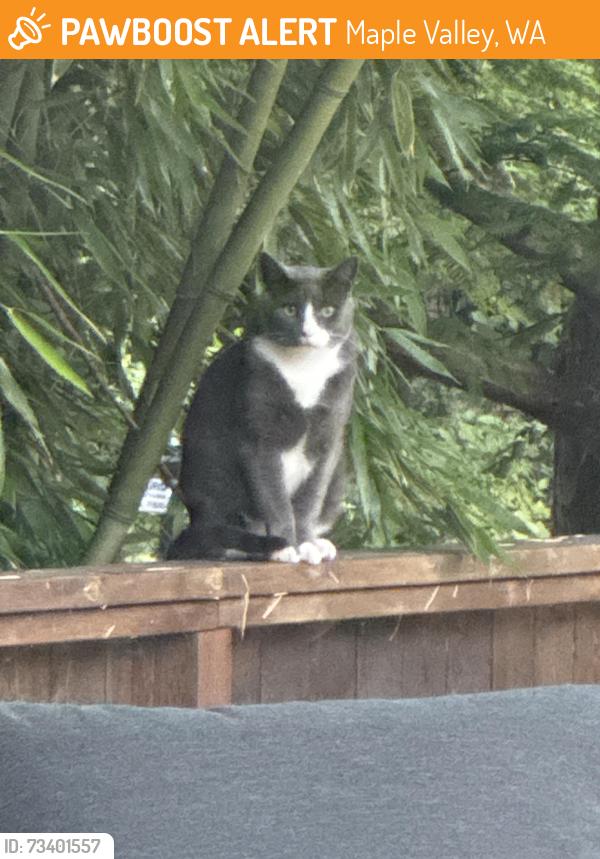 Found/Stray Unknown Cat last seen Lake Lucerne, Maple Valley, WA 98038