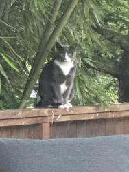 Found/Stray Unknown Cat last seen Lake Lucerne, Maple Valley, WA 98038