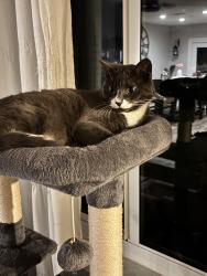 Reunited Male Cat last seen Plantation RD, NW 73rd terrace 33317, Plantation, FL 33317