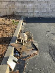 Found/Stray Unknown Cat last seen Brookhurst and La Palma, Anaheim, CA 92801