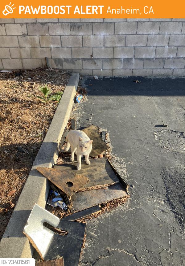 Found/Stray Unknown Cat last seen Brookhurst and La Palma, Anaheim, CA 92801