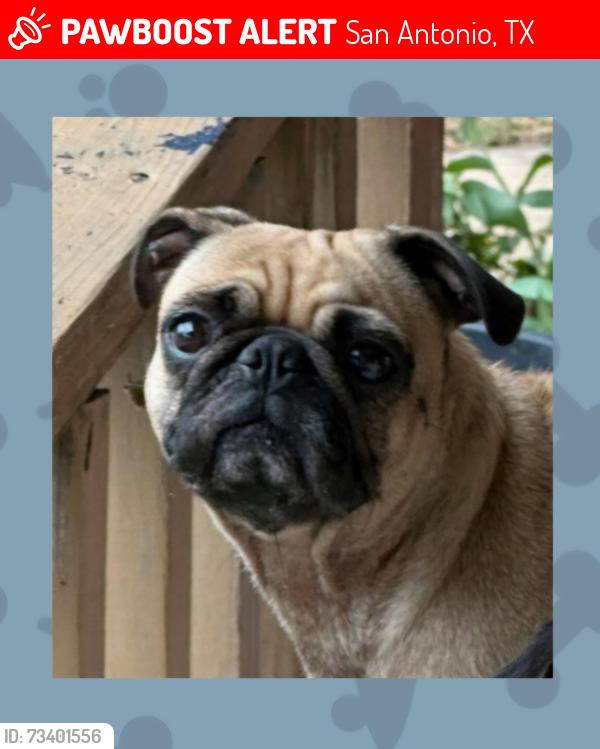 Lost Female Dog last seen Culebra rd, San Antonio, TX 78228