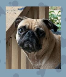 Lost Female Dog last seen Culebra rd, San Antonio, TX 78228