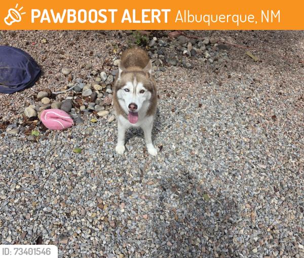 Found/Stray Female Dog last seen Gavin Rd and Painted Sky near the School, Albuquerque, NM 87120