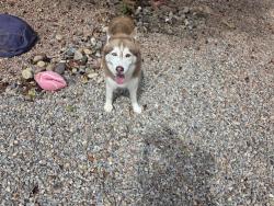 Found/Stray Female Dog last seen Gavin Rd and Painted Sky near the School, Albuquerque, NM 87120