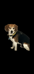 Reunited Male Dog last seen Delight ave, El Cajon, CA 92021