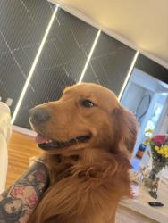 Reunited Male Dog last seen Near latona ave Ewing Nj, Ewing Township, NJ 08618