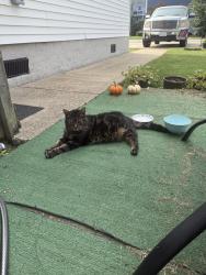Lost Unknown Cat last seen Fentress ave., Virginia Beach, VA 23455