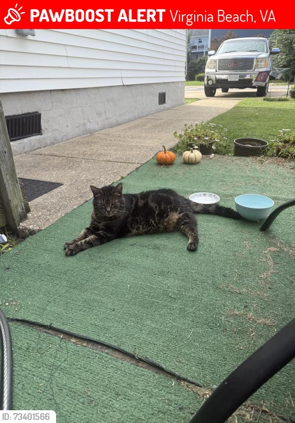 Lost Unknown Cat last seen Fentress ave., Virginia Beach, VA 23455