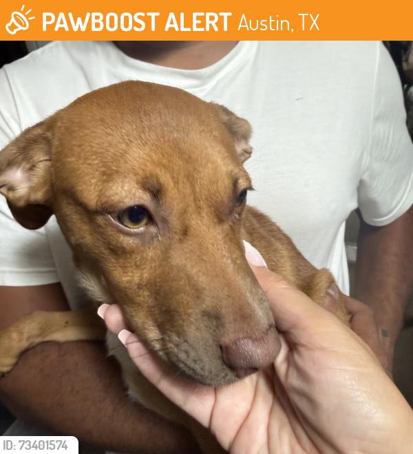 Found/Stray Female Dog last seen Pleasant Valley Rd, Austin, TX 78744