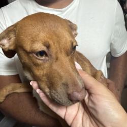 Found/Stray Female Dog last seen Pleasant Valley Rd, Austin, TX 78744