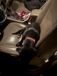 Lost Male Dog last seen Kim’s in flint, Smith County, TX 75762