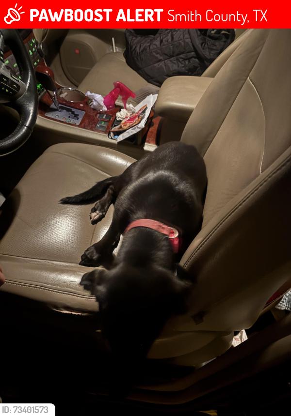 Lost Male Dog last seen Kim’s in flint, Smith County, TX 75762