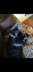 Lost Female Cat last seen California St, Santa Paula, CA 93060