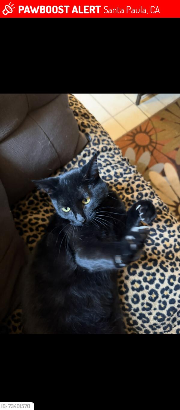 Lost Female Cat last seen California St, Santa Paula, CA 93060