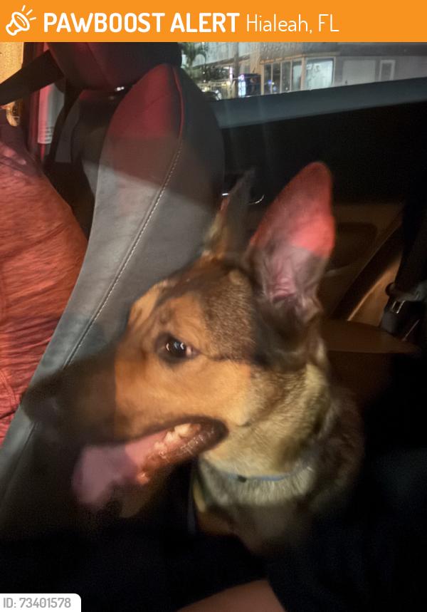Found/Stray Female Dog last seen Near E Okeechobee RDHialeah, FL 33010, Hialeah, FL 33010