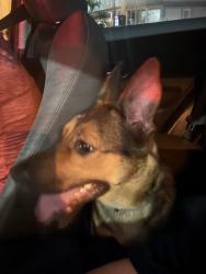 Found/Stray Female Dog last seen Near E Okeechobee RDHialeah, FL 33010, Hialeah, FL 33010