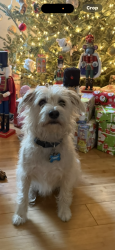 Lost Male Dog last seen Chesire road, Rocky Point, NC 28457