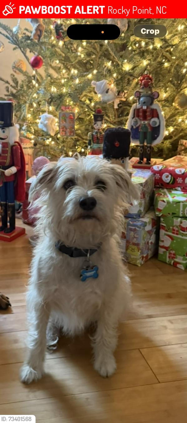 Lost Male Dog last seen Chesire road, Rocky Point, NC 28457