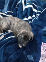 Lost Male Dog last seen Downing ave., Stockton, CA 95205