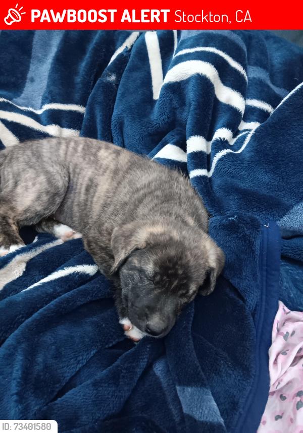 Lost Male Dog last seen Downing ave., Stockton, CA 95205