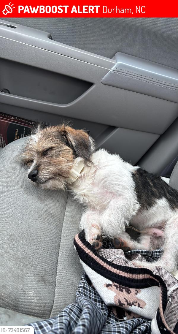 Lost Male Dog last seen Holloway st y liberty st, Durham, NC 27703