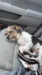 Lost Male Dog last seen Holloway st y liberty st, Durham, NC 27703