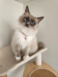 Lost Female Cat last seen Near Robert Road NE, Calgary, AB T2E 5E8