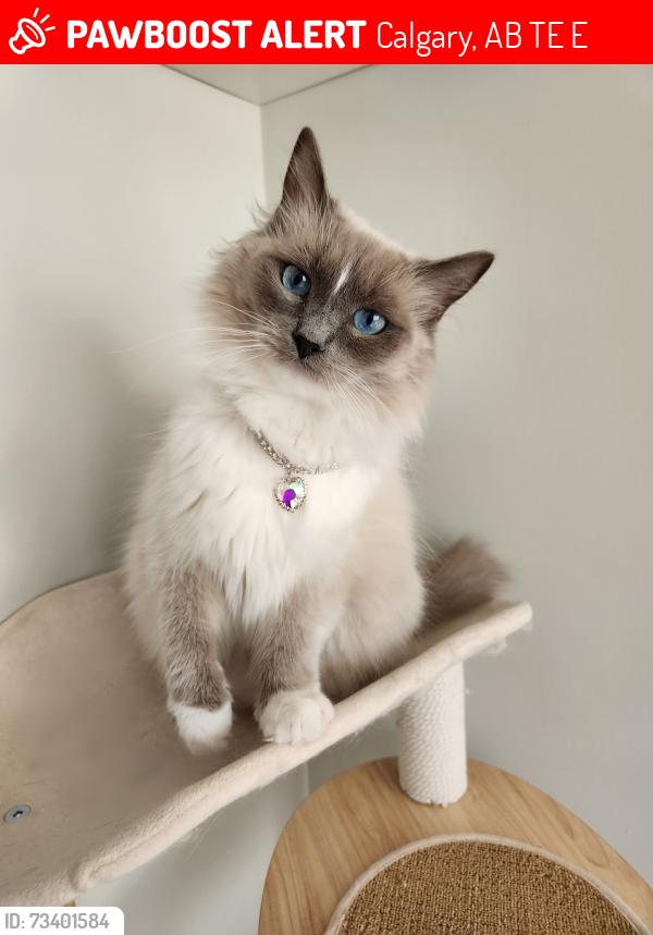 Lost Female Cat last seen Near Robert Road NE, Calgary, AB T2E 5E8