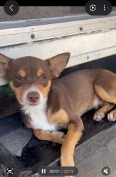 Lost Male Dog last seen Catcus and san bernardino, Rialto, CA 92376
