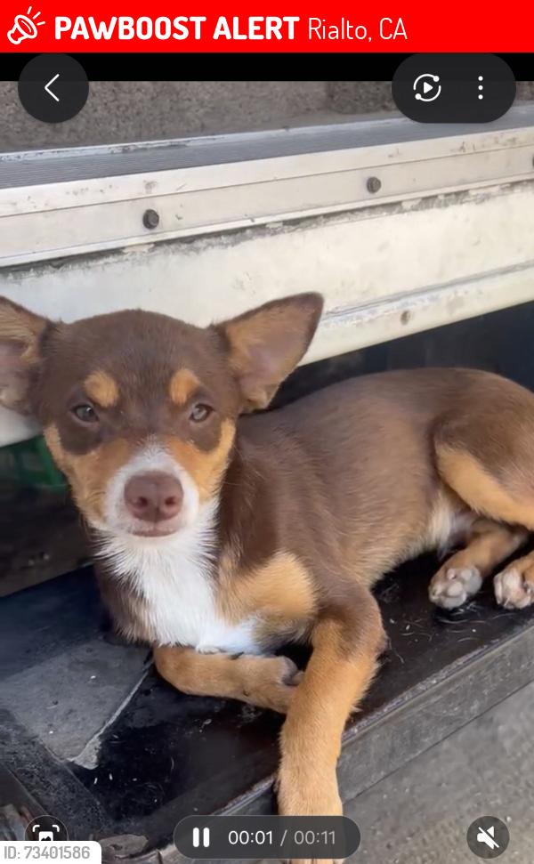 Lost Male Dog last seen Catcus and san bernardino, Rialto, CA 92376